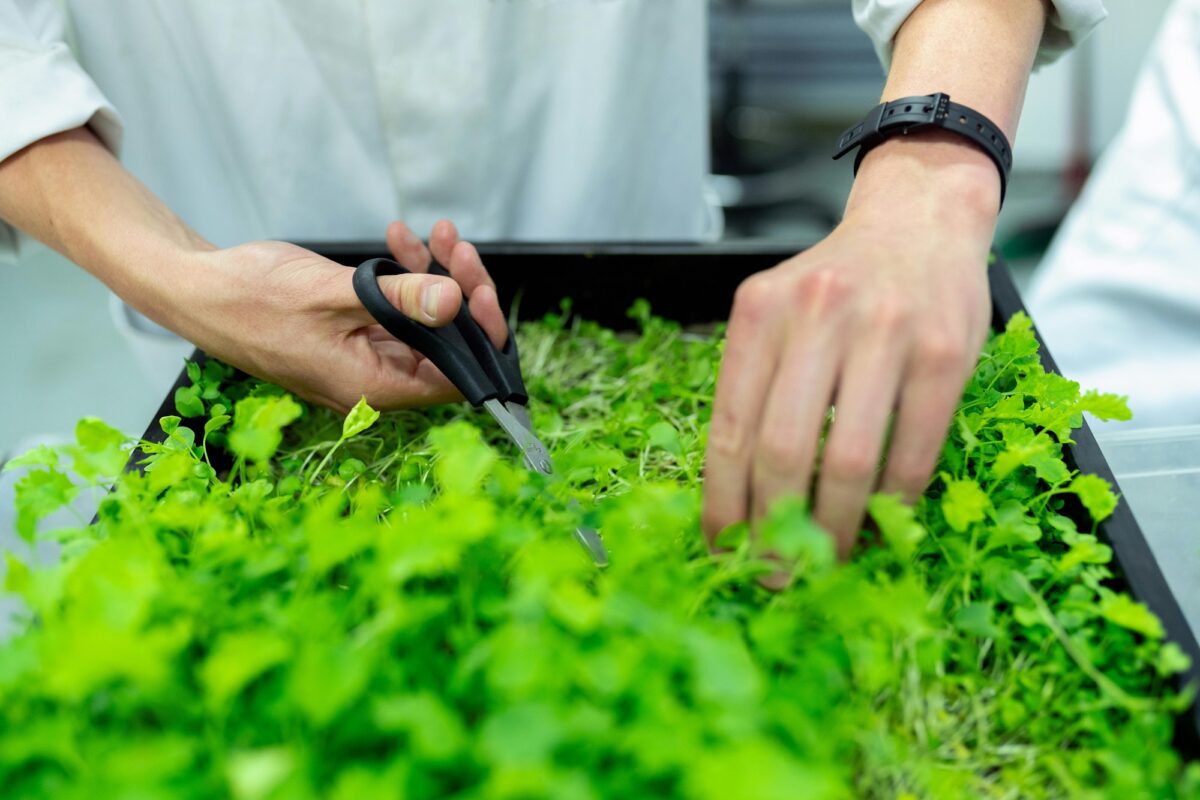 Sustentabilidad en restaurantes